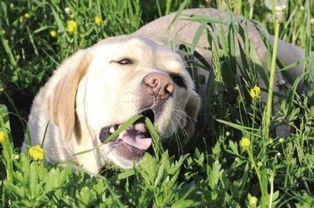 狗狗爱吃草的5个原因,可别以为你家狗傻,人家聪明着着呢