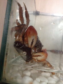 家里养的小螃蟹肚子上有一圈黑黑,不知道是怎么回事,有照片 