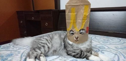 网友用袋子给自家猫主子做了个头套后,秒变埃及艳后,笑炸了