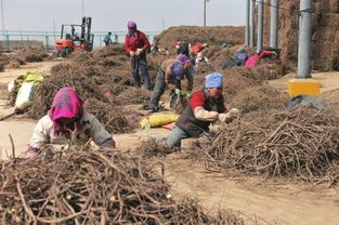 怎么样要农民走上致富路