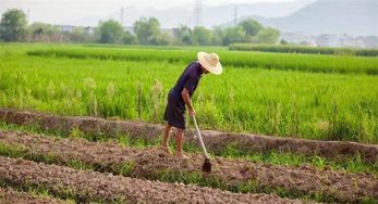 土地田块零碎，流转不出去也无人耕种怎么办(土地不愿意流转被别人堵路无法耕种他们这种合法吗)