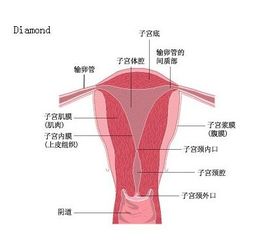 子宫内膜正常厚度(子宫内膜正常厚度是多少)
