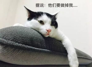 猫咪要做绝育,需要准备什么