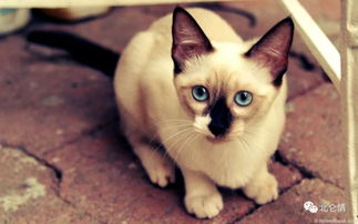 世界著名的短毛猫, 猫中王子 暹罗猫 