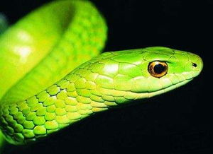 梦见绿色的大蟒蛇是什么意思梦到绿色的大蟒蛇好不好(梦见一条绿色的蟒蛇周公解梦)