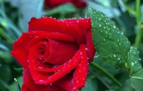 心理测试 你喜欢哪朵玫瑰花,测你最爱的人觉得你是什么样的人
