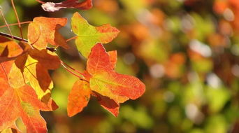 邂逅诗词丨这些秋天的成语,竟都来自古诗词