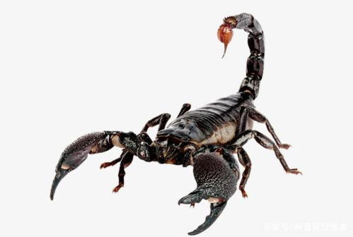 蝎子螃蟹竟有共同祖先 这种古生物化石存在种种信息,真是如此吗