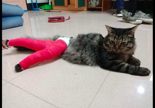猫咪不小心把腿摔坏了,医生给它绑了厚厚绑带,看起来像是火腿肠