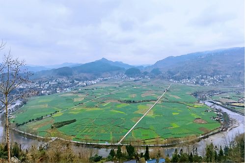 多彩贵州网 贵州各地油菜花陆续开放 金色的春天如约而至 