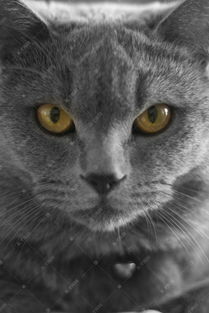 宠物家宠蓝猫高清摄影大图 千库网 