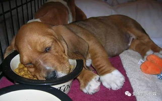 为什么狗狗整天爱睡觉,这样正常吗