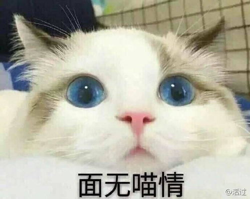 猫奴,求原图 