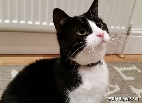 猫界排行榜之最粘人的猫,你家猫咪上榜了吗