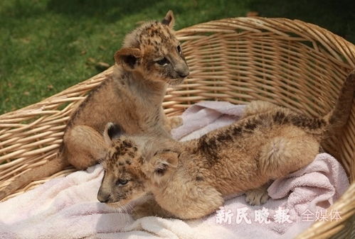 7只萌宝宝等你选名字 上海野生动物园第二届 动物宝宝选名会 开幕