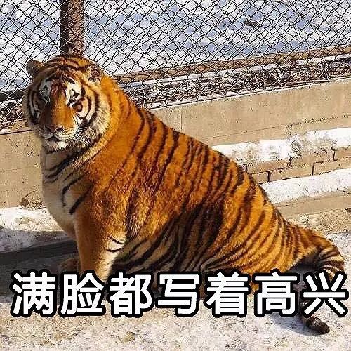 老虎不发威...就是橘猫啊 