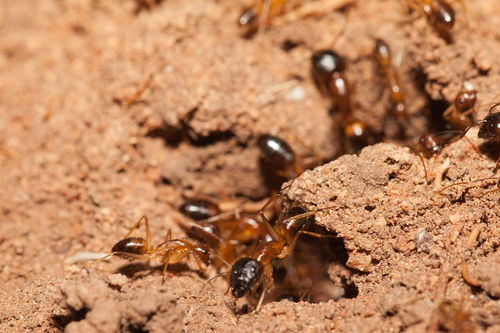 大连灭白蚁 白蚁与蚂蚁最大的区别有哪些 