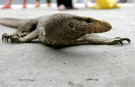 杭州发现一米多长孟加拉巨蜥 
