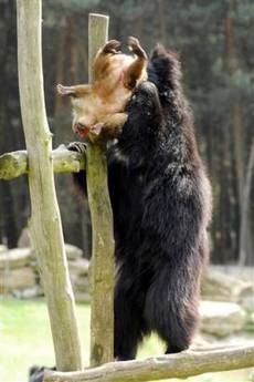荷兰一野生动物园发生熊吃猴惨剧 
