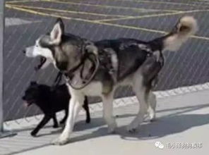 在公园的两只流浪狗,一起带到庇护所后竟然有这样的举动 
