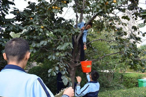 拔萝卜 刨红薯 摘山楂 摘苹果 河南的中小学生真幸福