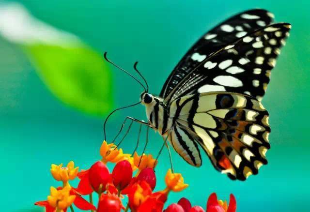 世界蝴蝶大全太齐了太漂亮了