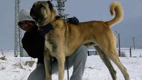 世界公认的巨型犬种,坎高犬到底拥有怎样的魅力