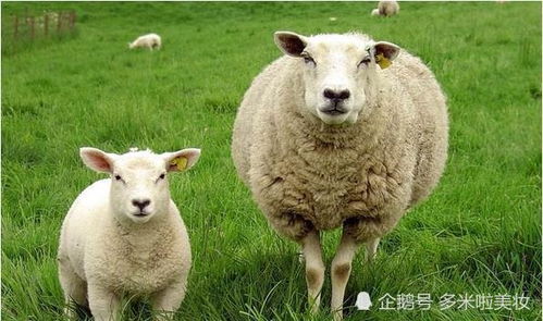 生于农历以下3个月份的肖羊人,一生运势最好,最易发家致富