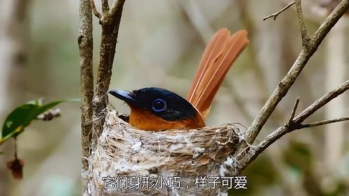 看来越小的鸟儿越好建鸟巢,寿带鸟形态小巧,它们的鸟巢就很精致 