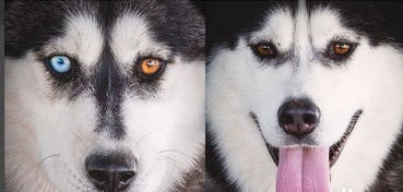 二哈和阿拉斯加的区别,哈士奇犬与阿拉斯加犬的对比和区分？