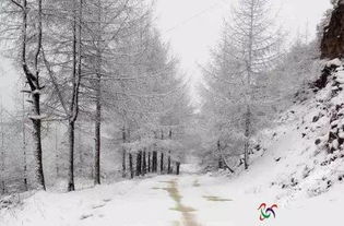 城区下雨算什么,开州这地方还下雪了呢 而且还是鹅毛大雪 