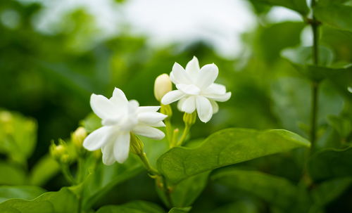 风车茉莉花期多久时间