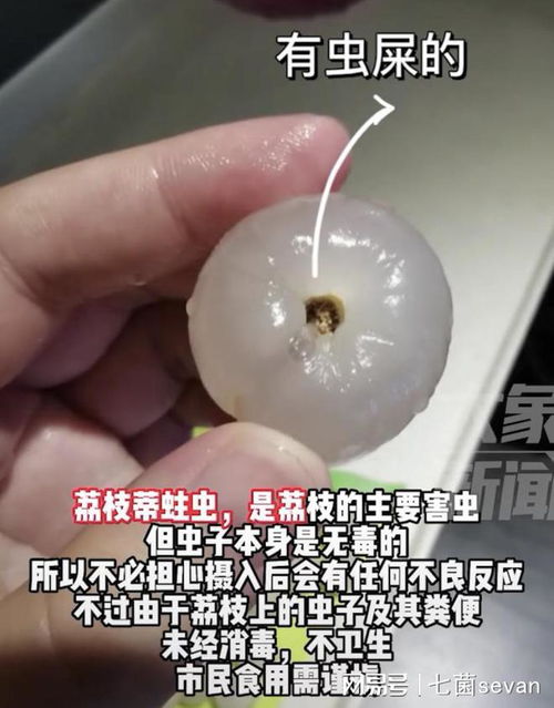 冷知识 原来我们日常在吃荔枝虫子