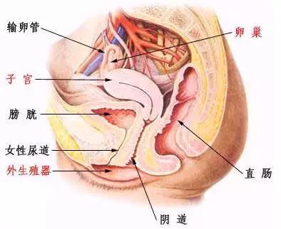 女性为什么要做生殖保养 女性生殖保养专业知识 