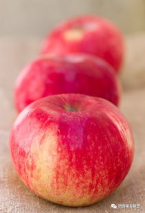 秋淋后晚熟苹果采收和贮藏技术要点,苹果什么时候摘袋好