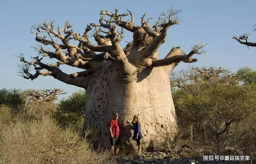 沙漠中有一种胖乎乎的树, 遇到它你可能就有救了 当地人视为神树
