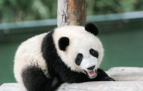 没钱租熊猫怎么办 各国 假熊猫 登上台面,菲律宾的最搞笑