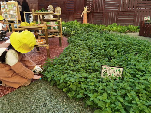 上海幼儿园孩子自种薄荷与辣椒,起名 龙卷风 好热啊