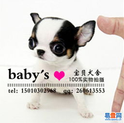 【北京哪里有卖纯种吉娃娃狗 北京哪家犬舍买狗可靠的图片】-西城 什刹海易登网
