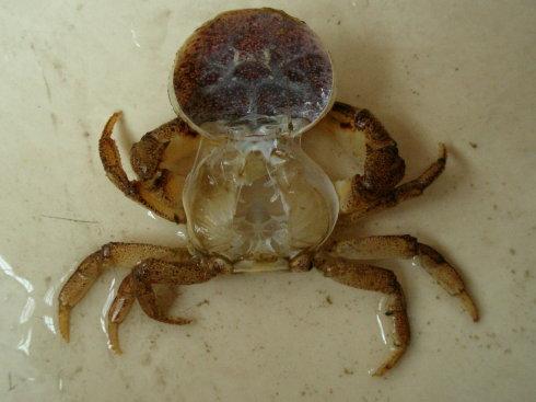 螃蟹一每次脱壳相隔多久 