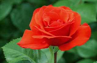 红玫瑰代表什么意思,红玫瑰花语每朵代表什么意思？