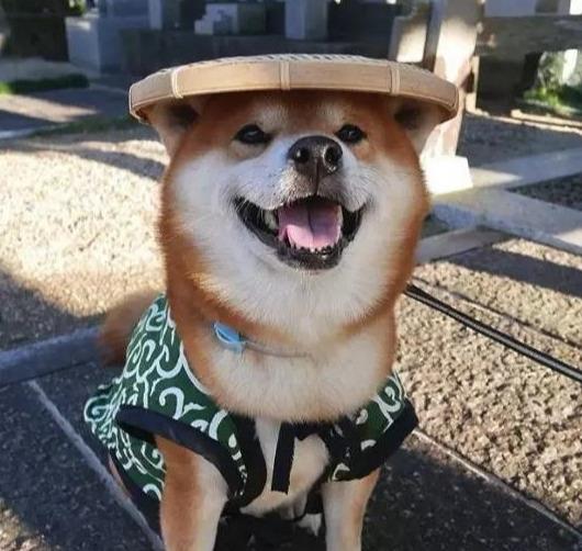 日本博主晒出自家 柴犬 ,治愈的笑容像极了 夏天