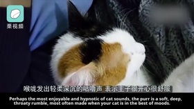 人类学猫叫的时候,为什么猫咪也会喵喵的回应 原来是这个意思