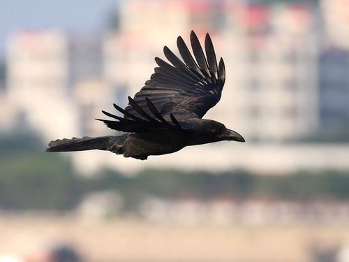 每日英语翻译 as the crow flies 不是 像乌鸦那样飞 