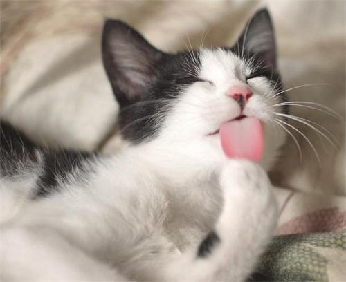 猫咪喂食化毛膏的剂量多少合适,化毛膏要天天吃吗 