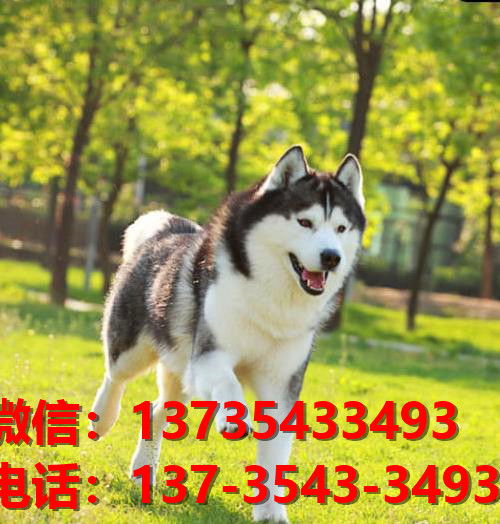 南京纯种哈士奇犬幼犬卖狗买狗地方哪里有活体宠物狗领养