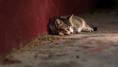 上海缺一部规范养猫的法规 承办部门答复代表 养犬条例修订拟增加 流浪猫 收容内容