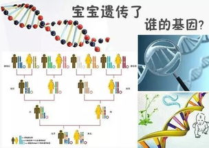 到底爸妈谁的基因,决定了孩子智商和相貌 神准 