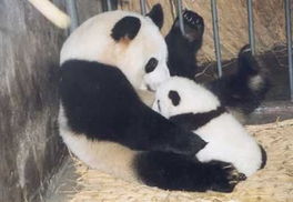 中国大熊猫馆 中国科普博览 