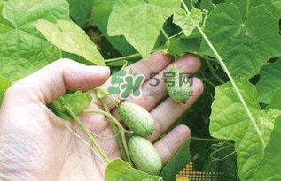 拇指西瓜什么时候播种,拇指西瓜的种植方法？
